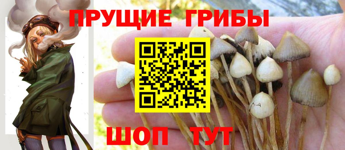 Людиново  Галлюциногенные грибы Psilocybine cubensis  Вход с VPN 
